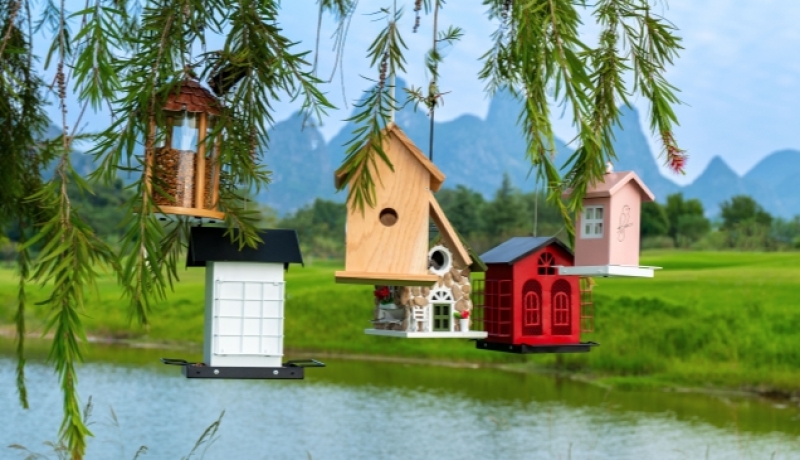 ❤️Creating a Comfortable Aviary for a Better Bird Life